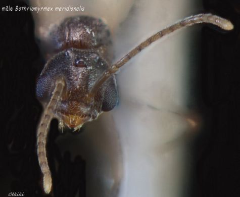 male Bothriomyrmex
