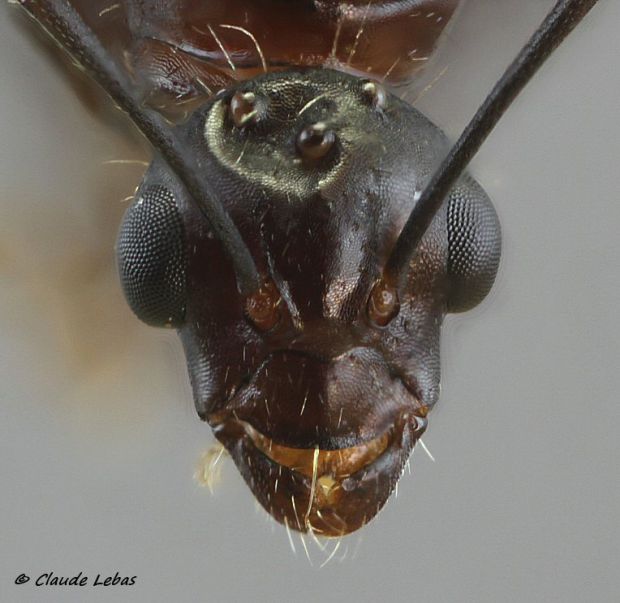 male_camponotus_aethiops 