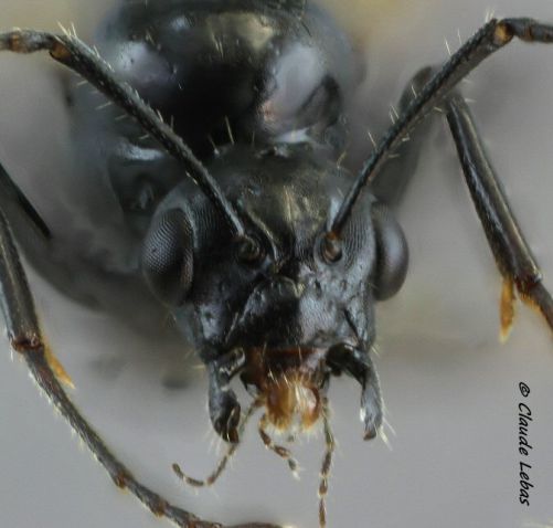 mâle Camponotuq lateralis