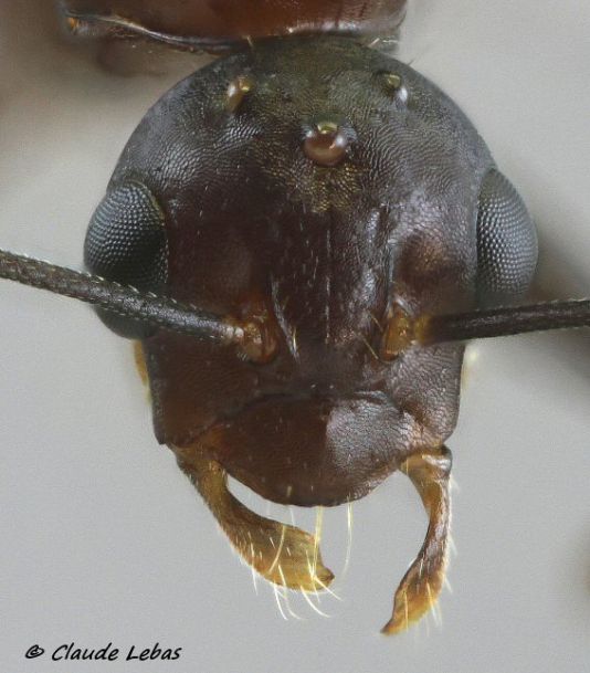 mâle Camponotus sylvaticus