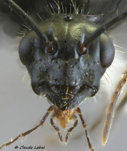 tête poilue d‘un mâle Camponotus vagus
