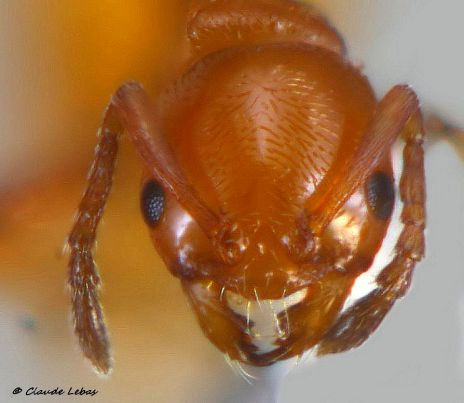 tête d‘un mâle Cardiocondyla elegans