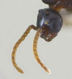 tete de male Crematogaster scutellaris