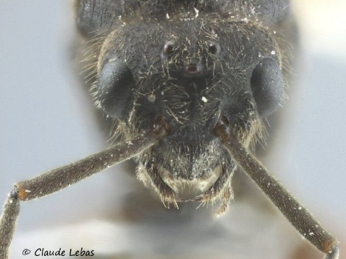 tete poilue d‘un male Formica pratensis