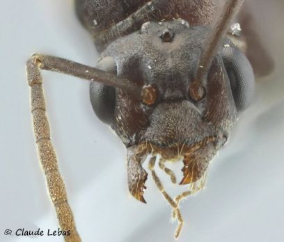tête d‘un mâle Formica sanguinea