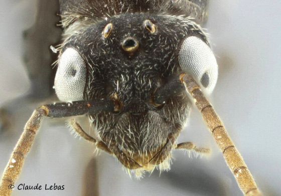 mâle Formica subrufa