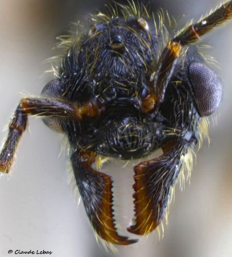 male Manica rubida