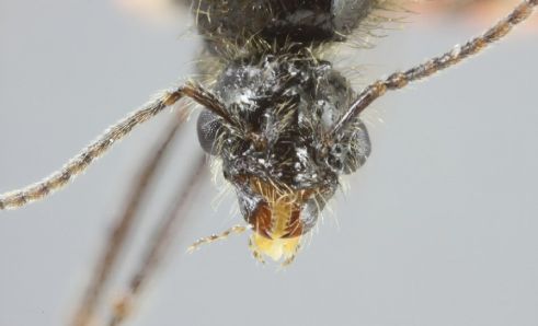 mâle Messor barbarus