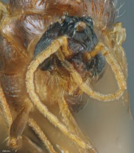 tete de male Pheidole pallidula