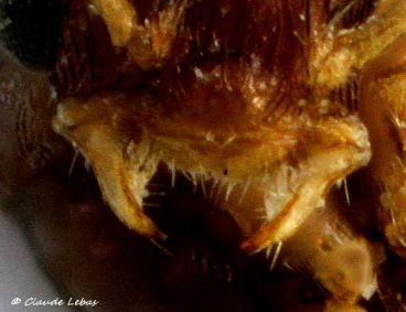 tete du male Strongylognathus testaceus