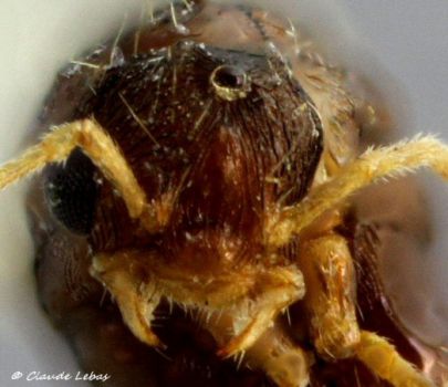 male Strongylognathus testaceus