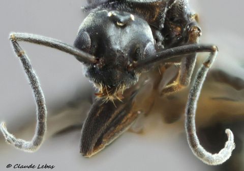 tete du male avec clypus noin échancré