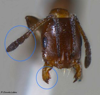 tete Monomorium salomonis