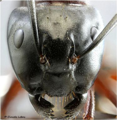 tete Camponotus ligniperda