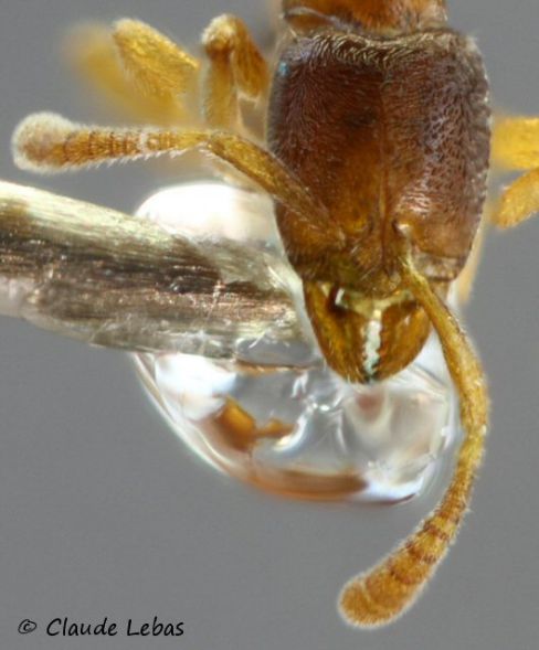 ouvriere Hypoponera punctatissima