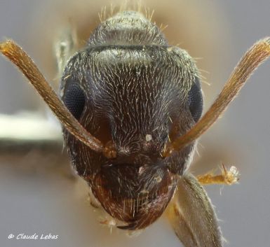 tête de l‘ouvrière Lasius paralienus