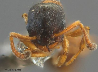 tete  Leptothorax gredleri