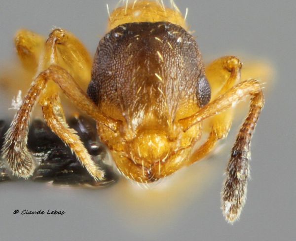tête brune de Myrmoxenus ravouxi