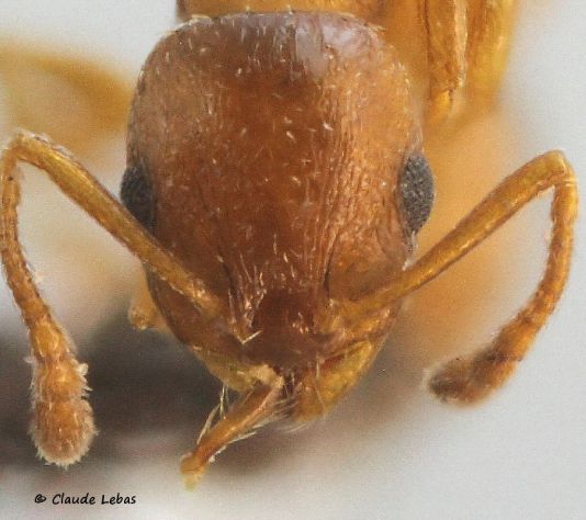 tete  Temnothorax racovitzai