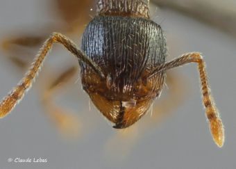 tete Tetramorium moravicum