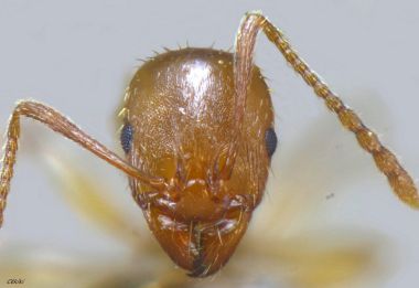 ouvrière Aphaenogaster dulcinaea