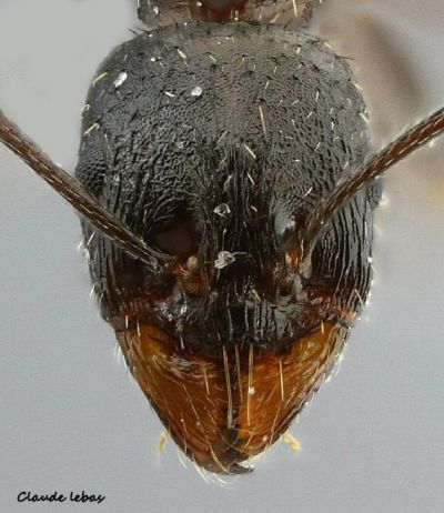 tete Aphaenogaster gibbosa