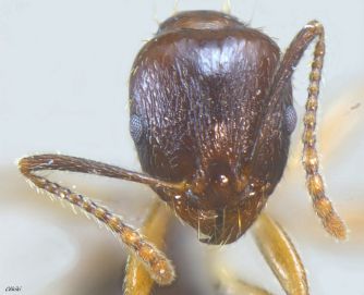 tete Aphaenogaster subterranea