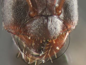 clypeus Cataglyphis cursor 