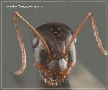 tete Cataglyphis cursor 