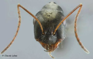 tete Cataglyphis piliscapus