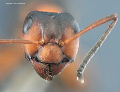 tete Formica exsecta