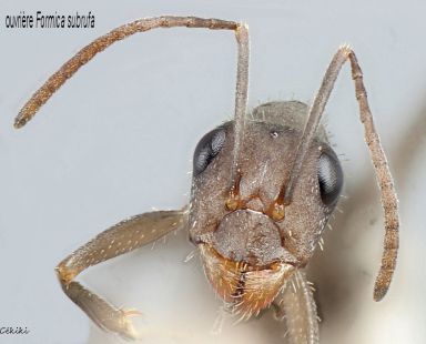 tete ouvriere Formica subrufa