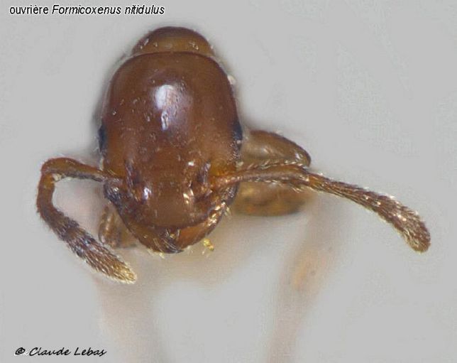 tête d‘un mâle Formicoxenus nitidulus