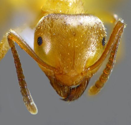 ouvriere Lasius carniolicus