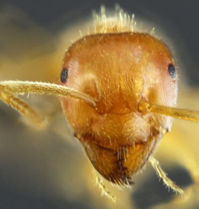 ouvriere Lasius jensi