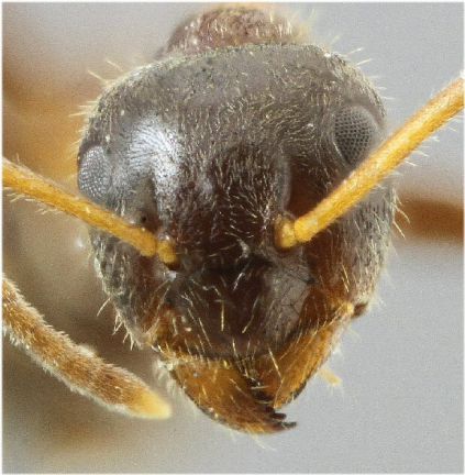 clypeus fortement poilu