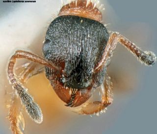 tete Leptothorax acervorum