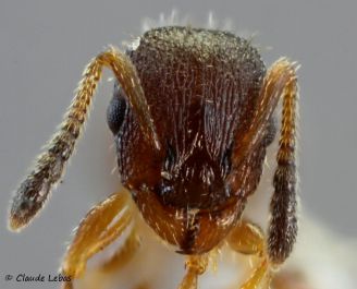 tete Leptothorax muscorum