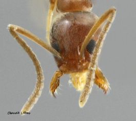 tete Linepithema humile