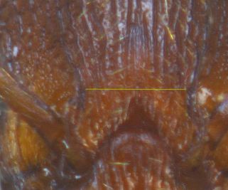 lobes frontaux très rapprochés de Myrmica gallieni