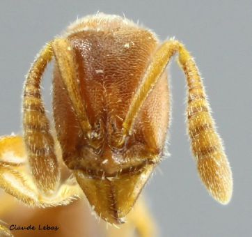 tete ouvriere Ponera testacea