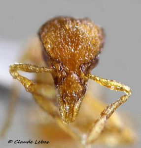 Strumigenys baudueri