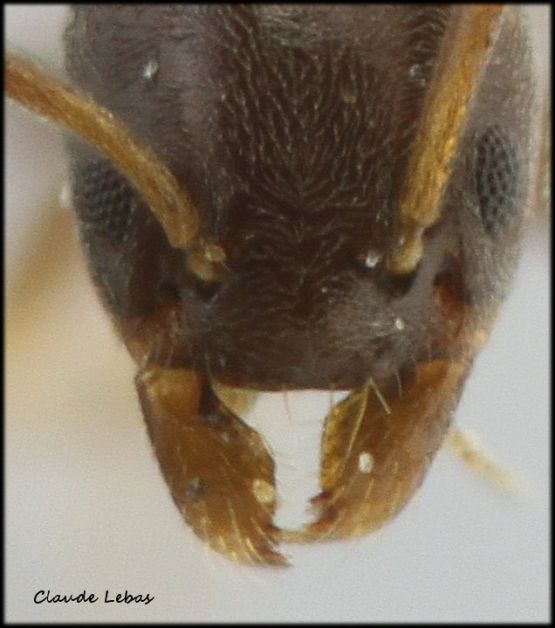 clypeus Tapinoma pygmaeum droit