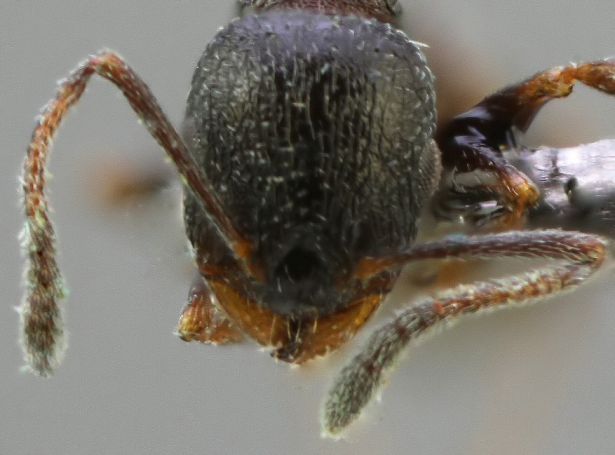 tete  Temnothorax grouvellei