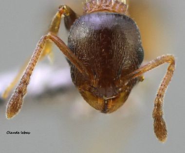 tete  Temnothorax kraussei