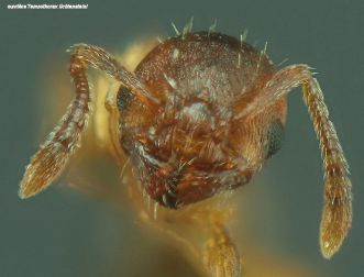 tete  Temnothorax lichtensteini