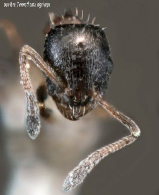 tete  Temnothorax nigriceps