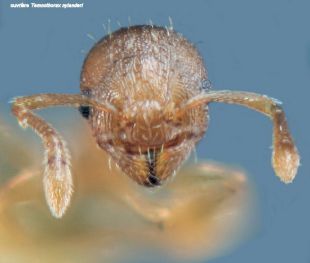 tete  Temnothorax nylanderi