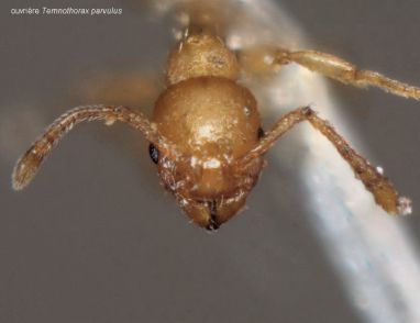tete Temnothorax parvulus
