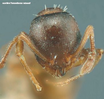 tete Temnothorax rabaudi